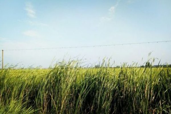 熏风是什么意思