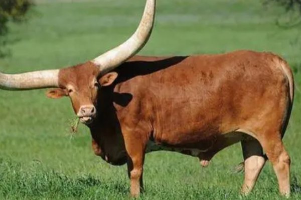 年老色衰准确打一生肖