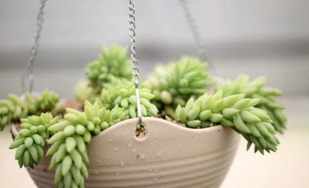 玉坠多肉可以叶插吗