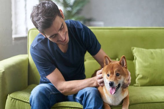 主人的拼音是什么写的