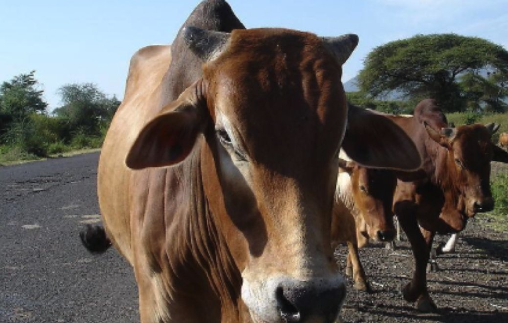 香港回归是1997年属什么生肖?