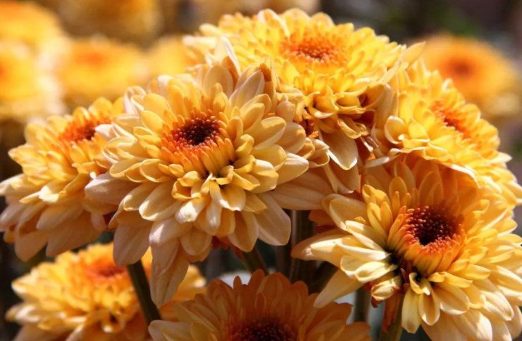 不是花中偏爱菊，此花开尽更无花。表达什么感情