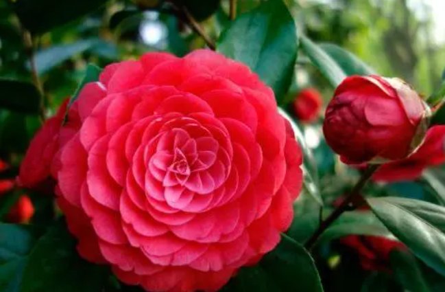 camellia是什么意思