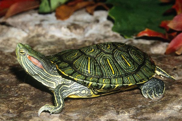 巴西龟能长多大