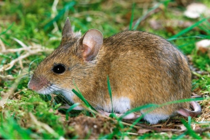 亡在旦夕是指什么生肖