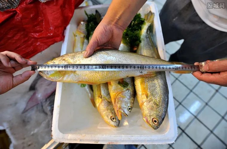 大黄鱼卖出轿车钱 市场上大黄鱼最新价格是多少
