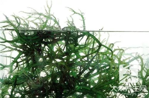 治理蓝藻的3种方法