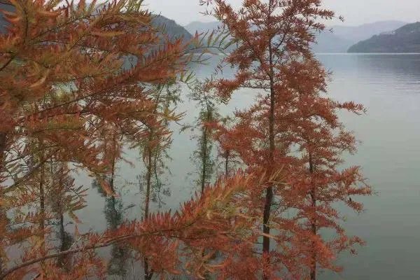 三峡库区再现水中森林，这一美景是如何形成的？