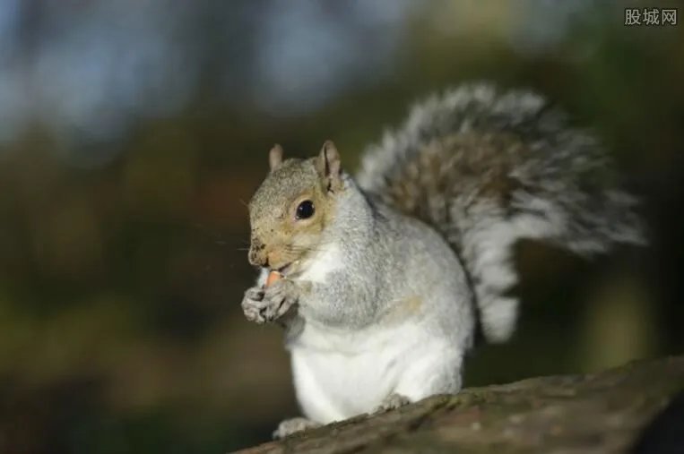 西湖松鼠成胖龙猫 松鼠成胖龙猫只因游客宠溺