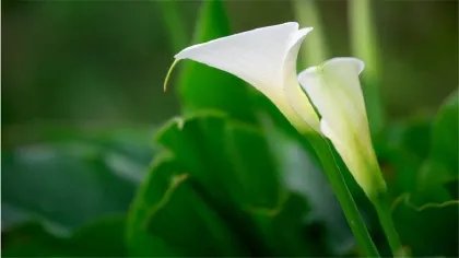 海芋恋是什么意思