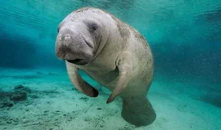 美人鱼指的是哪种鱼