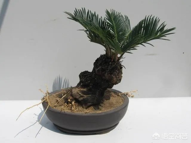 中国花卉盆景铁树到底该如何养？