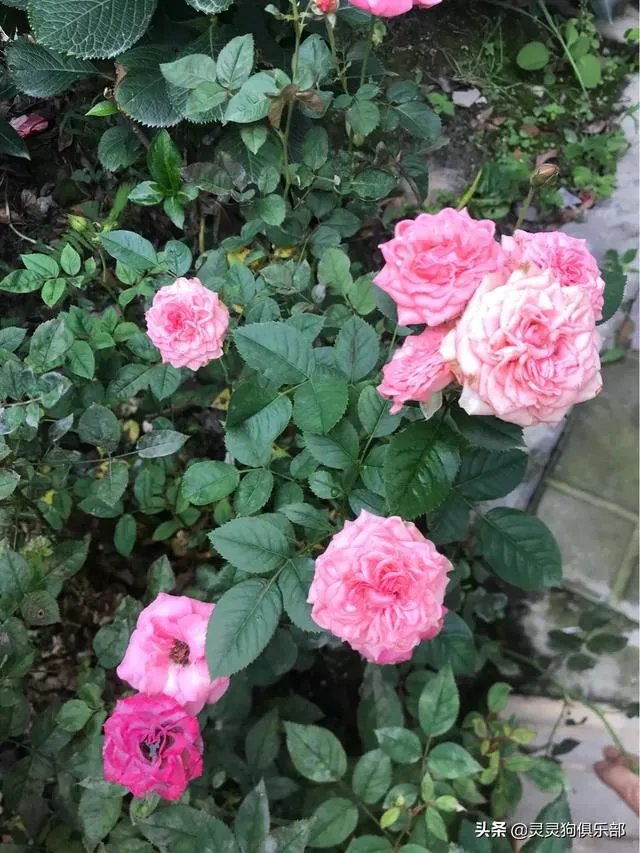 三道堰小产权房