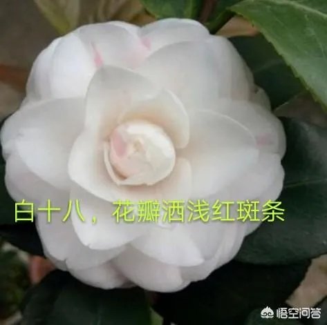 这是什么品种的山茶花？