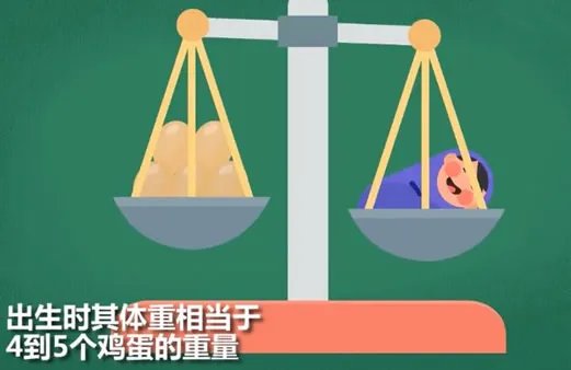 世界最小男婴有多小及照片：详情真相曝光（图）