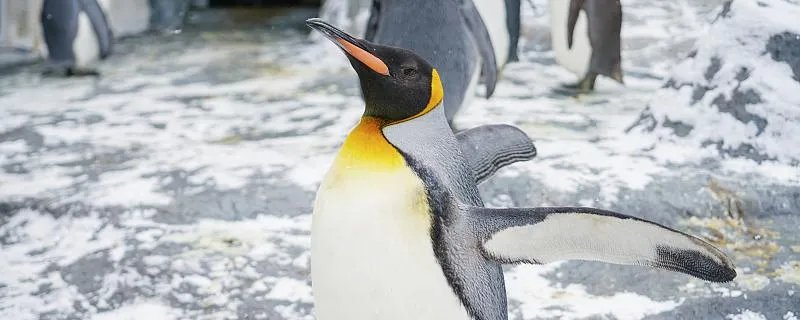 世界上体型最大的企鹅叫什么 世界上最大的企鹅是什么