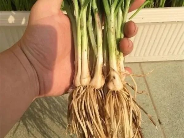 重庆一博士1个月偷菜6次被抓，他将受到怎样的惩罚？