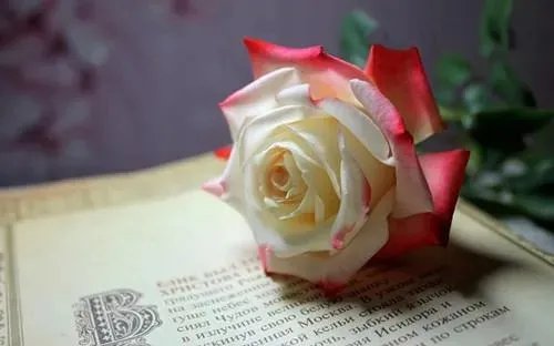 《阮念笙江玉楼短篇》小说全文_阮念笙江玉楼全章节阅读