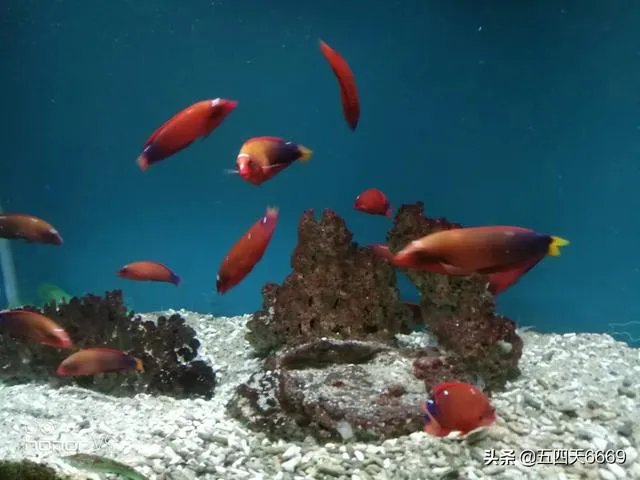 部分餐饮企业复工后涨价,你们能接受吗?