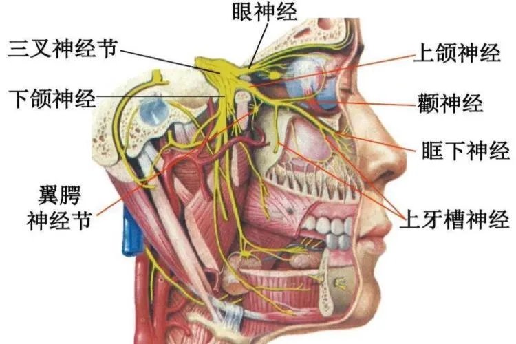 面部神经图解大全