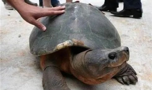 两千年前古墓挖出千年神龟真相揭晓（图）