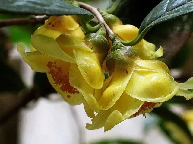 植物熊猫之称的是什么?