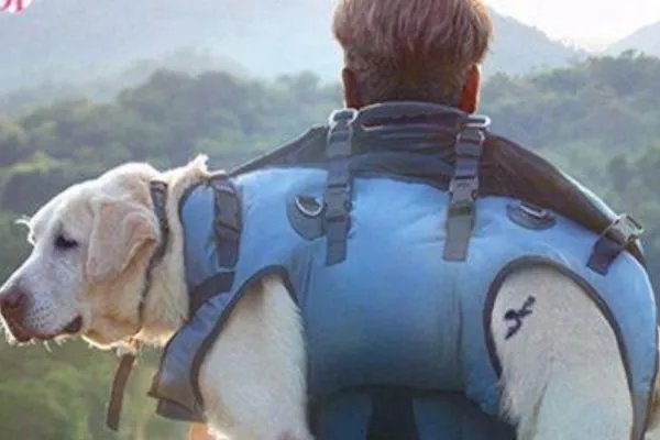 如何评价电影《小Q》？