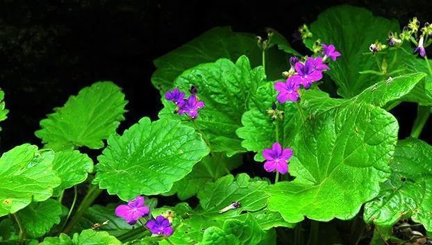 植物熊猫之称的是什么?