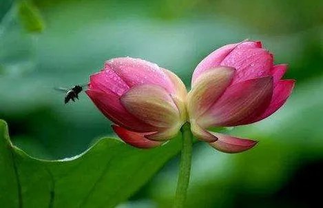 美！广州七蒂莲为何能入选吉尼斯纪录？