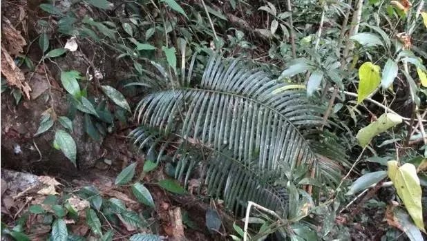 中国花卉盆景铁树到底该如何养？