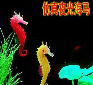 海马是海里的鱼吗 生活在海里属于真正的鱼