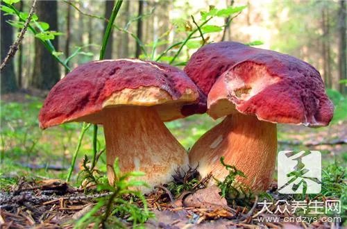 怎样泡发猴头菇