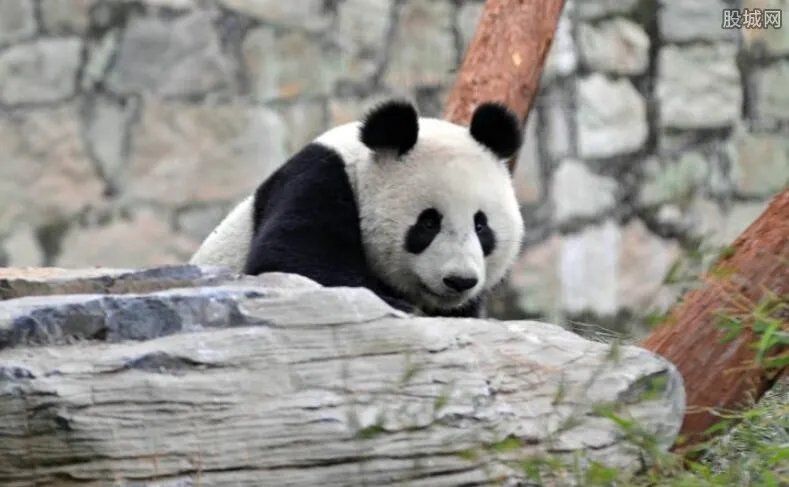 荷兰奢华大熊猫园 豪华宫殿让人羡慕嫉妒恨