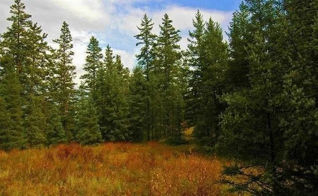 植物熊猫之称的是什么?