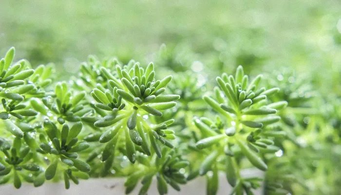 南方春分吃什么传统食物 南方春分吃哪些传统食物