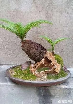 中国花卉盆景铁树到底该如何养？