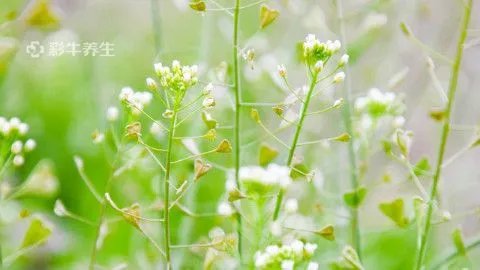 荠菜的功效与作用禁忌