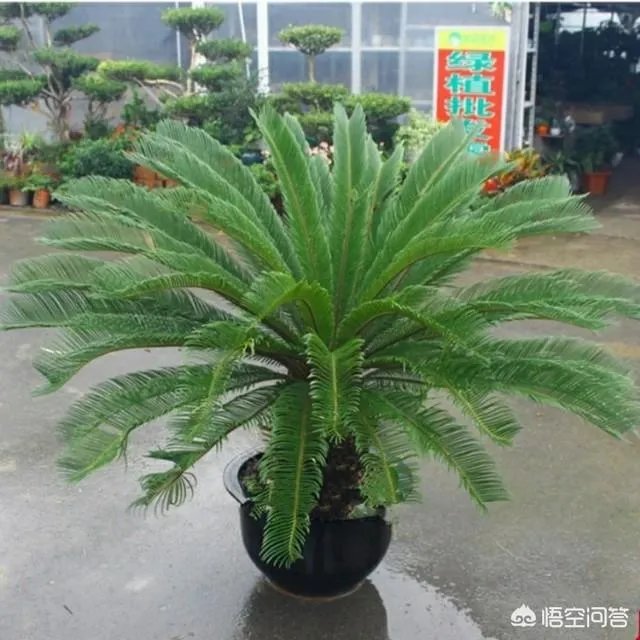 中国花卉盆景铁树到底该如何养？