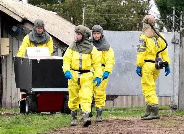 丹麦宣布捕杀1700万只水貂，这是为什么？