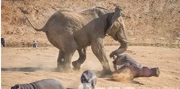 近距拍大象被踩死是哪个国家？