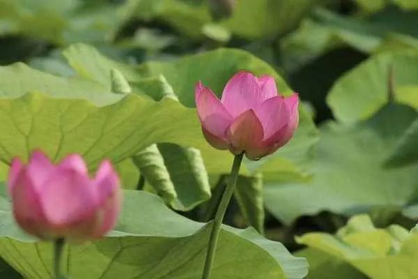 2020年黑格比造成灾害了吗