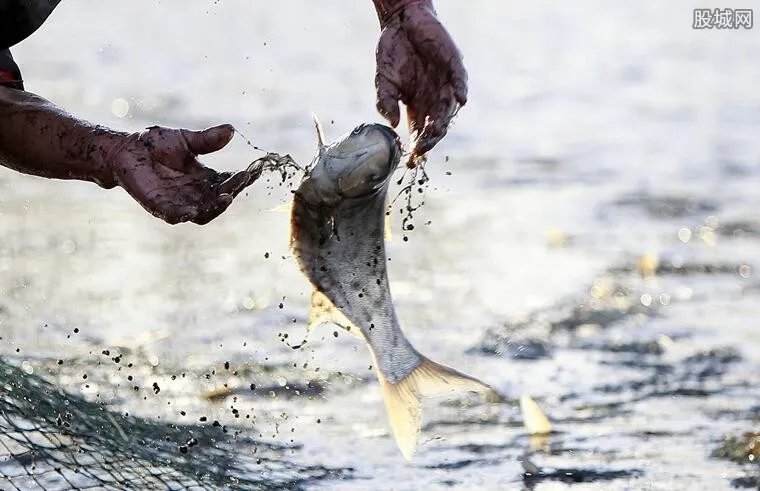亚洲鲤鱼疯长 美国人不吃的背后原因十分惊人