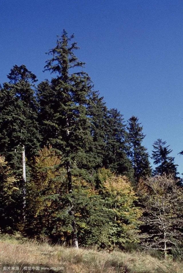 植物熊猫之称的是什么?