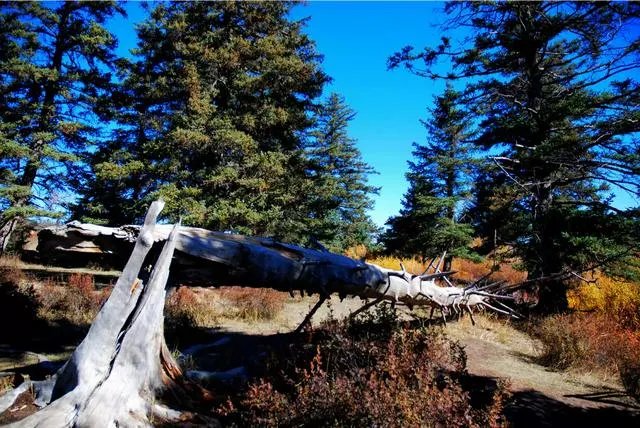 植物熊猫之称的是什么?