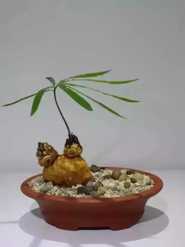 中国花卉盆景铁树到底该如何养？