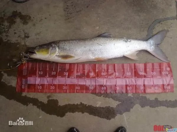 父子钓起百斤鳡鱼的那个鱼是什么鱼