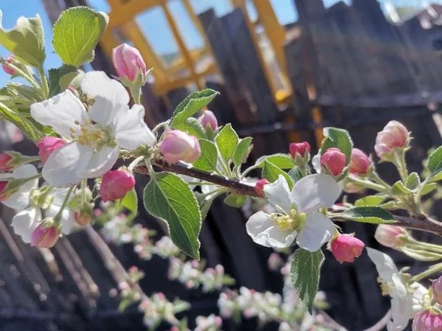 团中央三年内组织1000万人次青年志愿者下乡，你认为这将对农村有何深远影响？