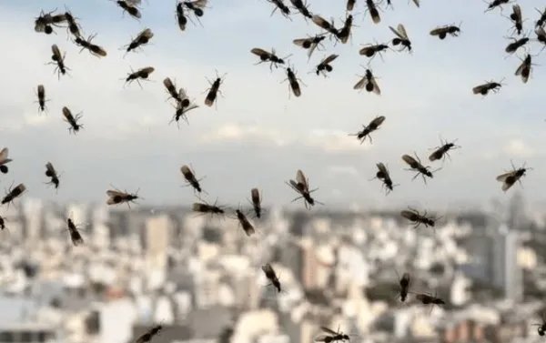 英国上空现巨型飞蚁群的原因是什么？