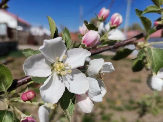 团中央三年内组织1000万人次青年志愿者下乡，你认为这将对农村有何深远影响？
