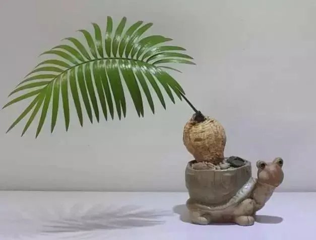 中国花卉盆景铁树到底该如何养？